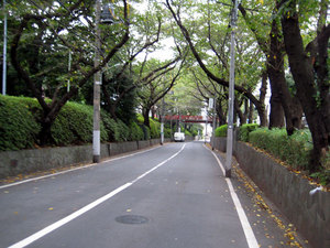 sakurazaka3.jpg