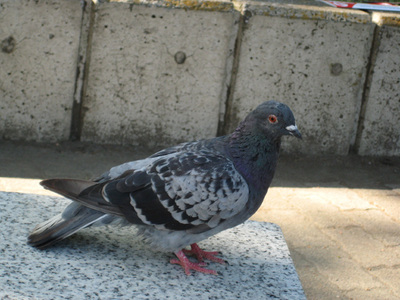 yokohama3.jpg
